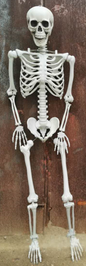 65" Skeleton Halloween Decoration