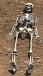 27" Skeleton Halloween Decoration