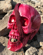 7.5" Bloody Skeleton Head