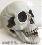 7.5" Plain Skeleton Head