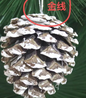 Christmas Pine Cone White